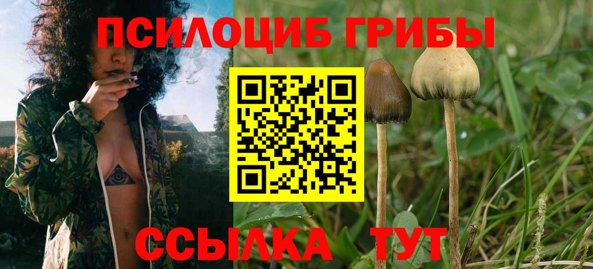 Псилоцибиновые грибы Magic Shrooms  Вход с VPN  как найти наркотики  Псилоцибиновые грибы Psilocybe  Тавда 